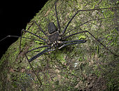 Tailless Whip Scorpion (Amblypygi sp), Yasuni National Park, Ecuador