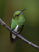 White-tailed Emerald (Elvira chionura), Chiriqui, Panama