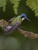 White-throated Mountain-gem (Lampornis castaneoventris), male, Costa Rica