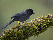Yellow-thighed Finch (Pselliophorus tibialis), under rain, Talamanca mountains, Costa Rica