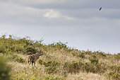 Red deer (Cervus elaphus) stag and barn swallow -Hirundo rustica), Charente-maritime, France