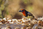 Black collared Barbet in Kruger National park, South Africa ; Specie Lybius torquatus family of Ramphastidae