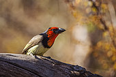Black collared Barbet (Lybius torquatus) standing on a log isolated in blur background in Kruger National park, South Africa