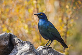 Cape Glossy Starling (Lamprotornis nitens) standing in a log with fall colors background in Kruger National park, South Africa