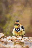 Crested Barbet (Trachyphonus vaillantii) standing at waterhole in Kruger National park, South Africa
