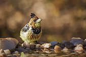 Crested Barbet (Trachyphonus vaillantii) standing at waterhole in Kruger National park, South Africa