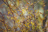Village weaver (Ploceus cucullatus) in fall colors shrub in Kruger National park, South Africa