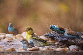Village weaver Ploceus cucullatus and blue breasted cordonbleu Uraeginthus angolensis bathing in waterhole in Kruger National park, South Africa