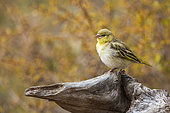 Village weaver (Ploceus cucullatus) standing on log with fall colors background in Kruger National park, South Africa