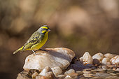 Yellow fronted Canary (Crithagra mozambica) standing at waterhole in Kruger National park, South Africa