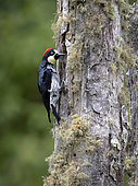 Acorn Woodpecker (Melanerpes formicivorus), male on lichen-covered oak trunk, Chiriqui Highlands, Panama