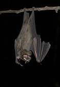 Greater fruit-eating bat (Artibeus lituratus), Madrte de Dios, Peru