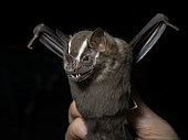 Greater fruit-eating bat (Artibeus lituratus), held by researcher, Madre de Dios, Peru