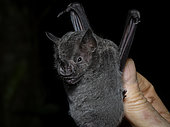 Dark fruit-eating bat (Artibeus obscurus), held by researcher, Madre de Dios, Peru