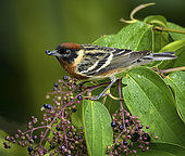 Bay-breasted Warbler (Setophaga castanea), feeding on berries before Spring migration, Isla Bastimentos, Bocas del Toro, Panama, April