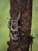 Stag beetle, Ara-Patricia Reserve, Peru