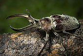 Stag beetle, Ara-Patricia Reserve, Peru
