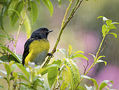 Black-and-Yellow Silky-flycatcher (Phainoptila melanoxantha), Talamanca Mountains, Costa Rica
