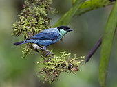 Black-capped Tanager (Tangara heinei), Mindo, Ecuador