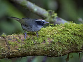 Black-cheeked Warbler (Basileuterus melanogenys), Chiriqui Highlands, Panama