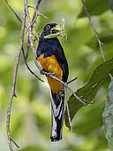 Trogon aurore (Trogon rufus) mâle apportant une grande proie, sauterelle katydide, au nid, Yasuni, Équateur