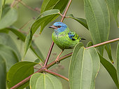 Blue Dacnis (Dacnis cayana), female, Bocas del Toro, Panama