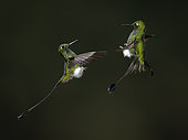 Booted Racket-tail (Ocreatus underwoodii), two males confronting each other, Tandallapa, Ecuador