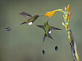 Booted Racket-tail (Ocreatus underwoodii), two birds feeding on flower, Tandallapa, Ecuador