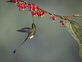 Booted Racket-tail (Ocreatus underwoodii), feeding on flower, Tandallapa, Ecuador