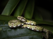 Eyelash Pit Viper (Bothriechis schlegelii), juvenile, Nusagandi, Panama, February