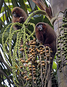 Brown Titi Monkey (Plecturocebus brunneus), two individuals feeding on palm fruit, Madre de Dios, Peru