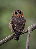 Costa Rican Pigmy-Owl (Glaucidium costaricanum), showing “false eyes” on the back of the head, Chiriqui Highlands, Panama