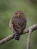 Costa Rican Pigmy-Owl (Glaucidium costaricanum), Chiriqui Highlands, Panama