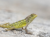 Common Garden Lizard (Calotes versicolor), Karnataka, India