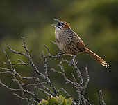 Cape Grassbird (Sphenoeacus afer), Cape Point, South Africa