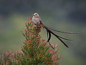 Cape Sugarbird (Promerops cafer), Western Cape, South Africa, July