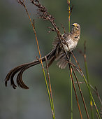 Cape Sugarbird (Promerops cafer), waving tail in territorial display, Western Cape, South Africa, July