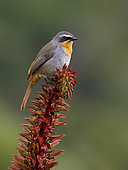 Cape Robin (Cossypha caffra), on sugar flower plant, Cape Town, South Africa