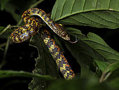 Checkerbelly Snake (Siphlophis cervinus), Yasuni National Park, Ecuador, February
