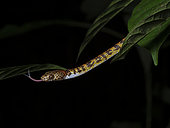 Checkerbelly Snake (Siphlophis cervinus), Yasuni National Park, Ecuador, February