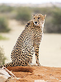 Cheetah (Accynonyx jubatus), Tswalu Kalahari reserve, South Africa