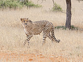 Cheetah (Acinonyx jubatus), adult male, Tswalu Kalahari, South Africa
