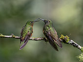 Chestnut-breasted Coronet (Boissonneaua matthewsii), two birds confronting each other, Ecuador