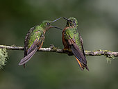 Chestnut-breasted Coronet (Boissonneaua matthewsii), two birds confronting each other, Ecuador