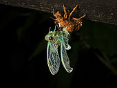 Cicada emerging from nymph, Nusagandi, Panama, July
