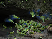 Cobalt-winged Parakeet (Brotogeris cyanoptera), flocking on mineral lick, Yasuni National Park, Ecuador