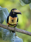 Collared Aracari (Pteroglossus torquatus), perched on cecropia tree, Soberania National Park, Panama