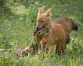 Dhole (Cuon alpinus) with Spotted Deer kill, Kabini Forest, India