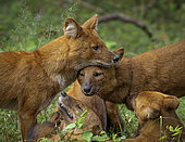 Dhole (Cuon alpinus), pack members socializing, Kabini Forest, India