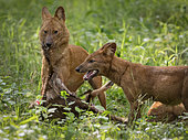 Dhole (Cuon alpinus), pack members sharing deer prey, Kabini Forest, India